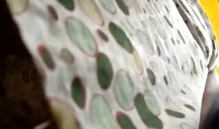 Hacen que el estereotipo sea videos cortos de sexo tímido